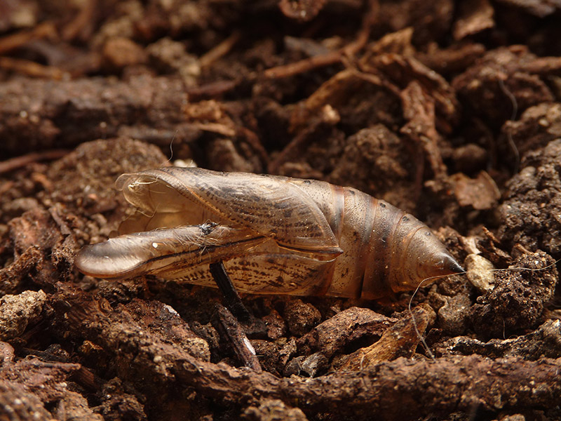 Macroglossum stellatarum